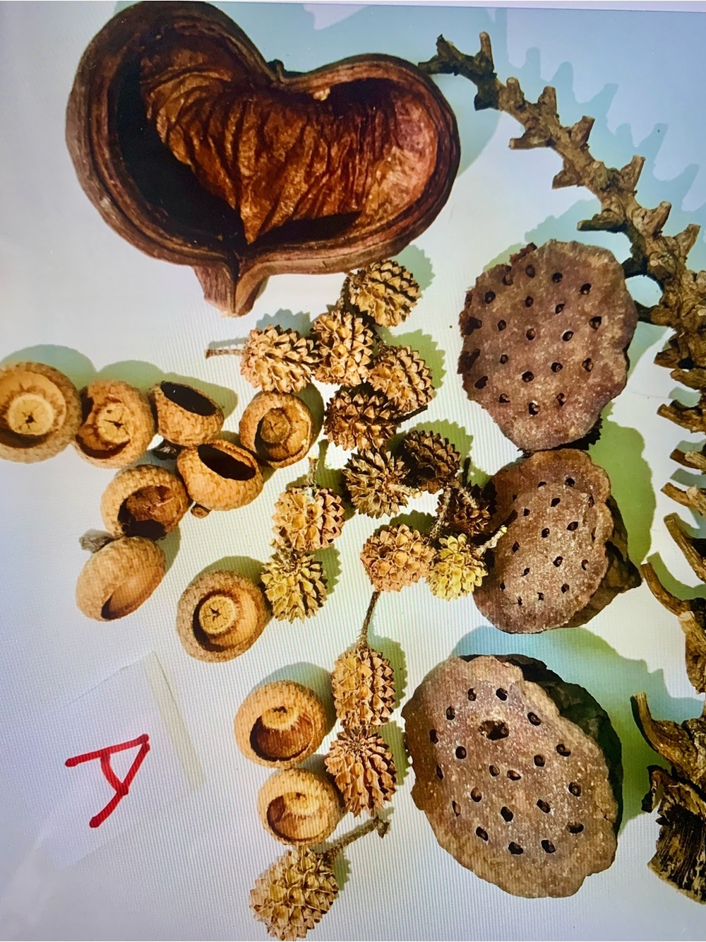 35pc Natural Dried Botanicals Mix - Brown Decorative Home Accents